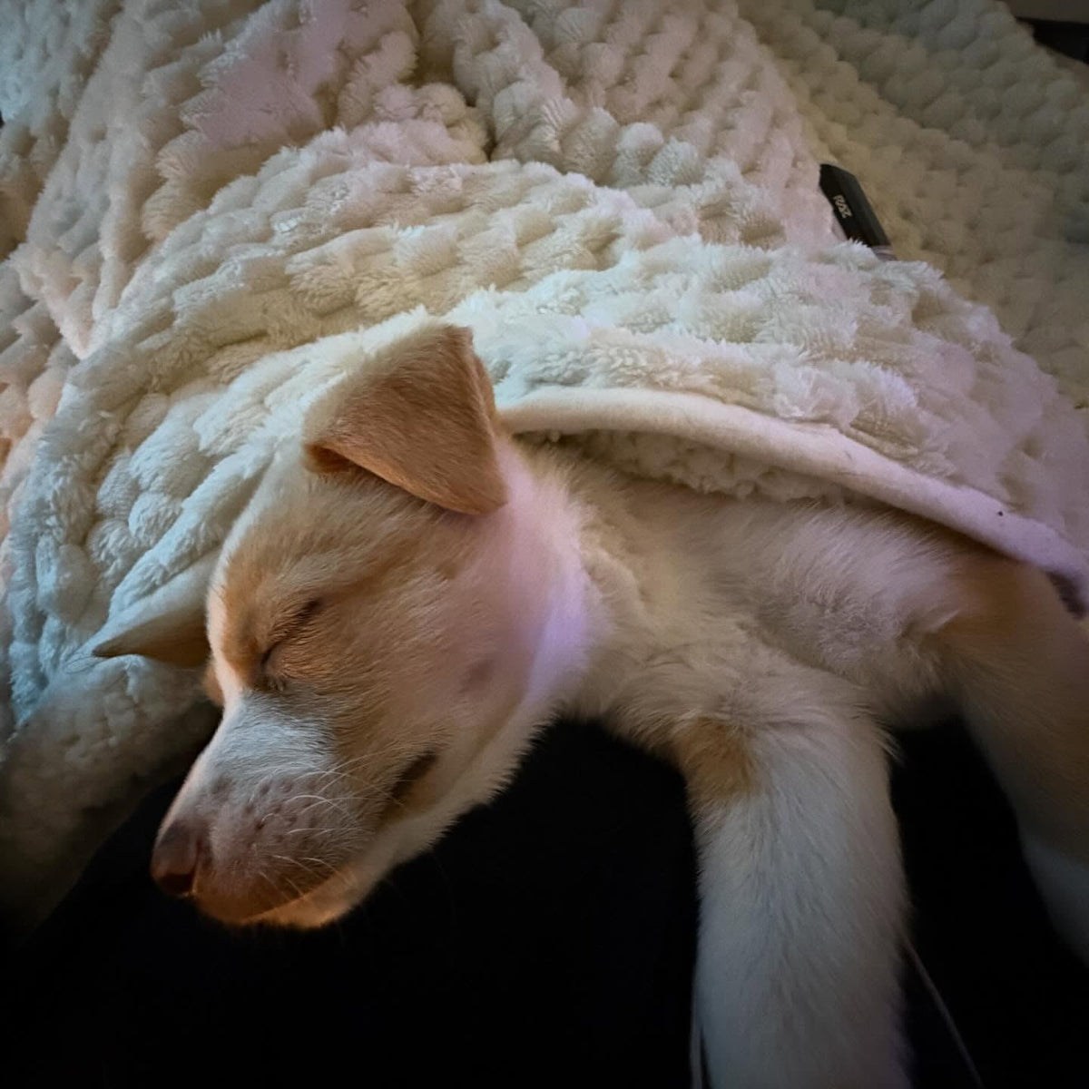 How to Prepare Your Home for a Newly Adopted Dog