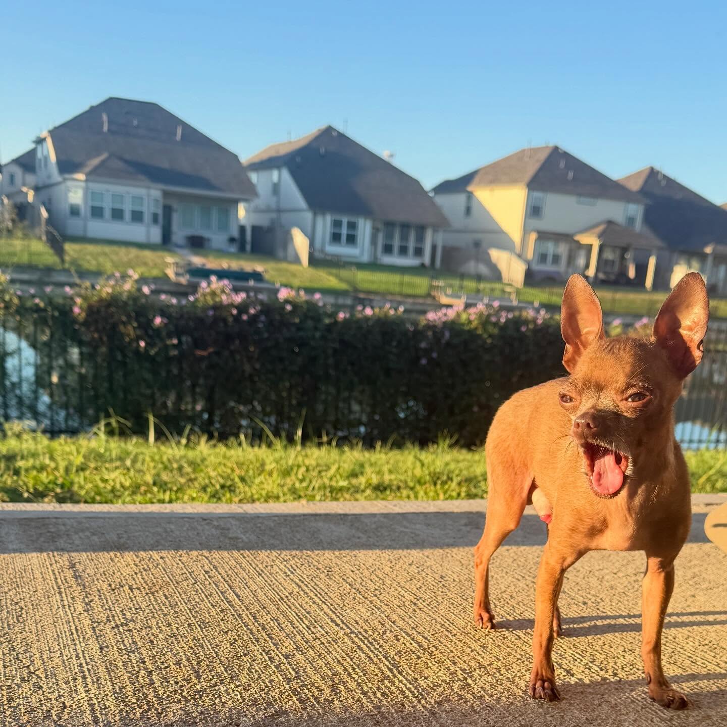 Small brown dog standing on a driveway with houses and a lake in the background