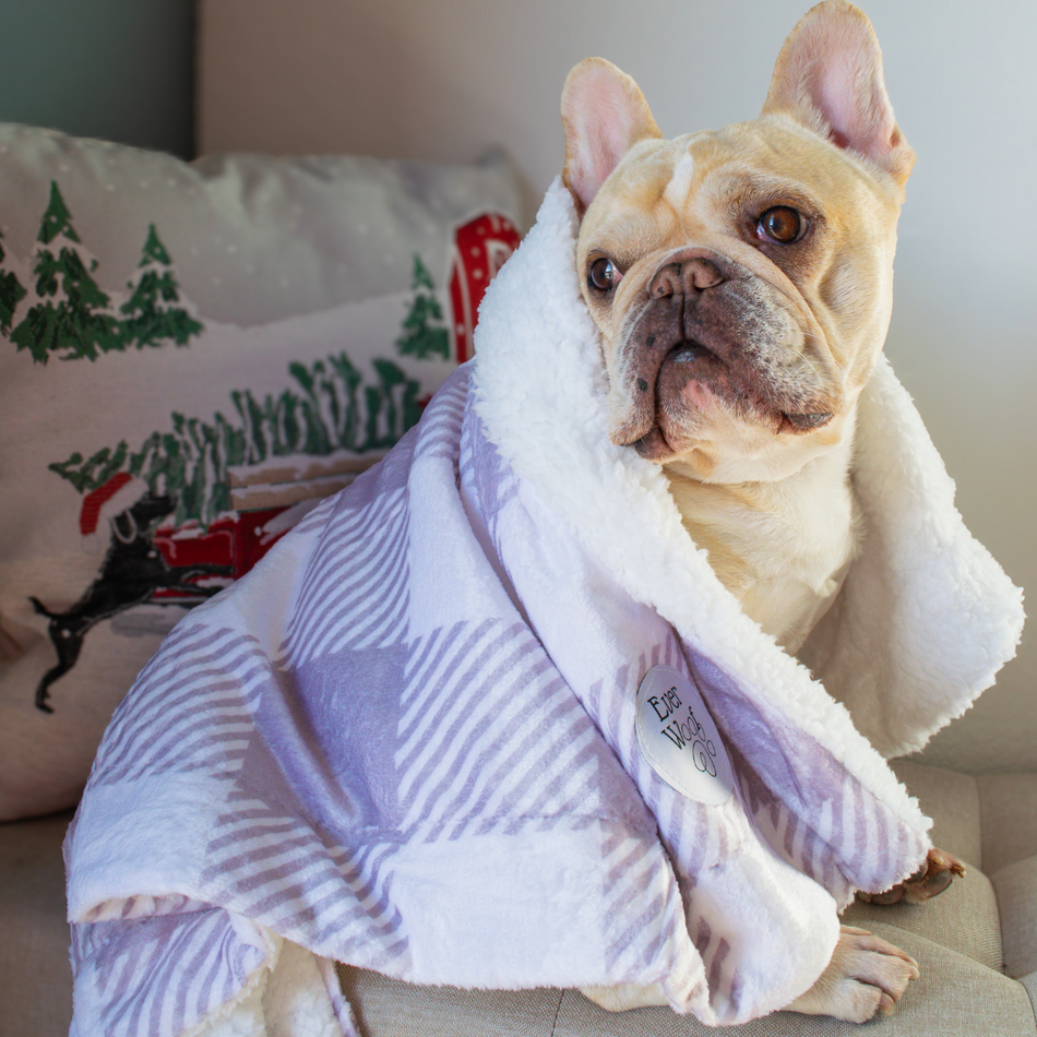 Sugar Plum Plush Dog Blanket and Cozy Sherpa Pet Cushion
