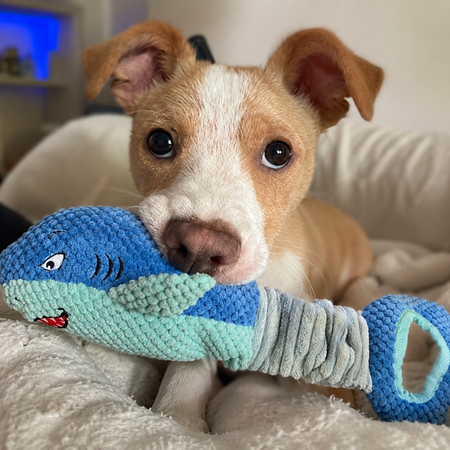 Dog playing with a blue toy on a couch
