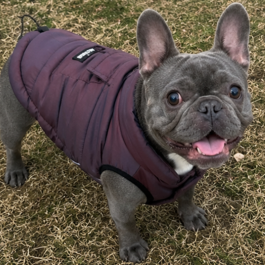Cosmic Purple Winter Dog Jacket