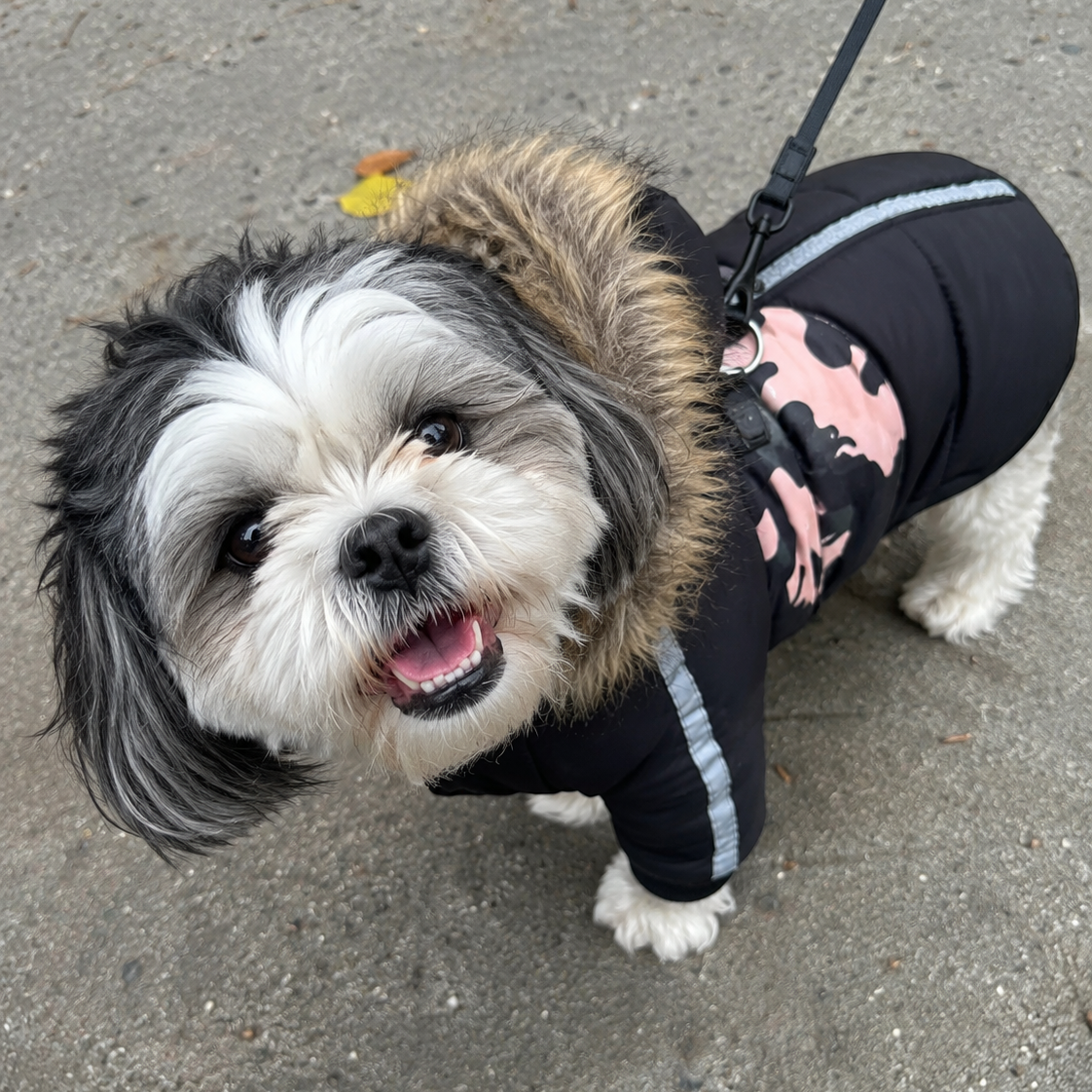 Small dog wearing a black coat with pink designs on a sidewalk.