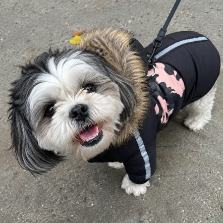 Small dog wearing a black coat with pink designs on a sidewalk.