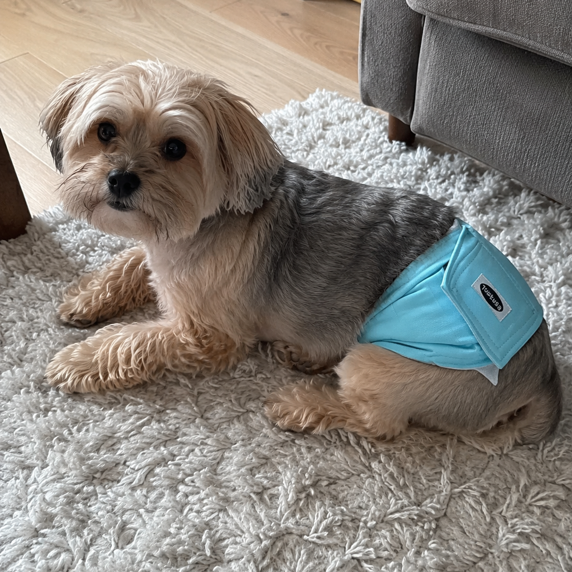 Small dog wearing a blue diaper on a white rug
