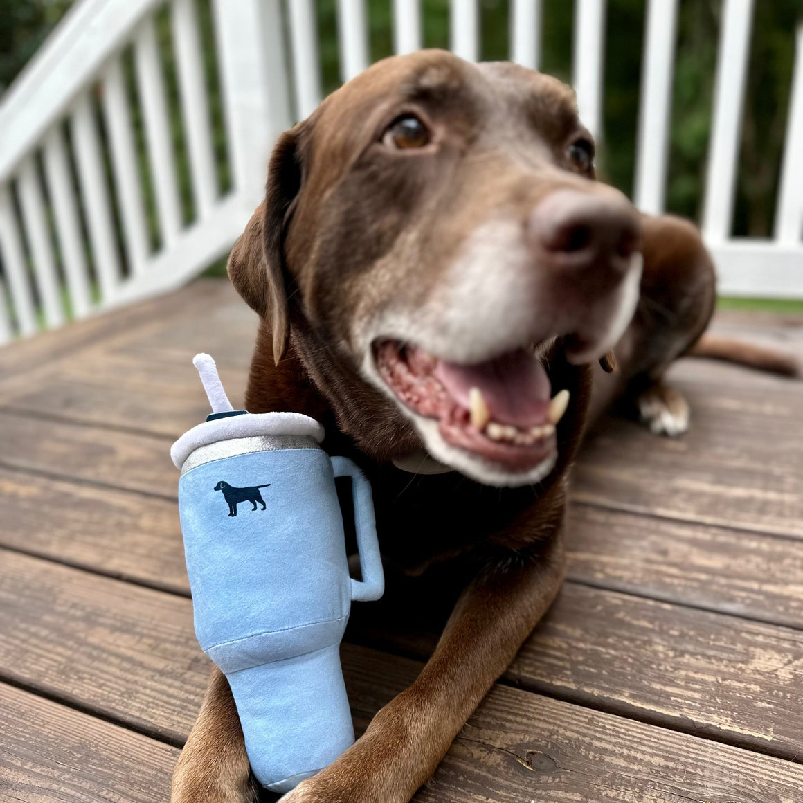 Dog lying on a wooden deck with a blue tumbler toy