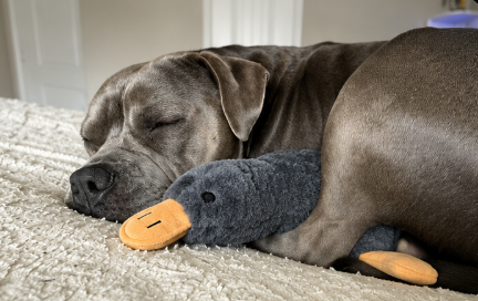 Dog sleeping with a toy on a carpeted floor