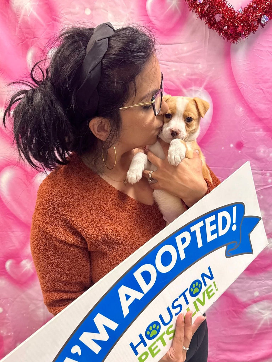 Houston Pets Alive!