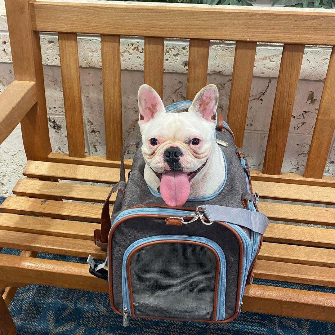 Dog sticking its tongue out while sitting in a pet carrier on a wooden chair.