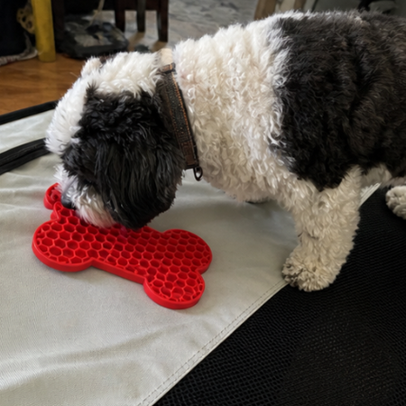 Dog sniffing a red bone-shaped toy on a white surface
