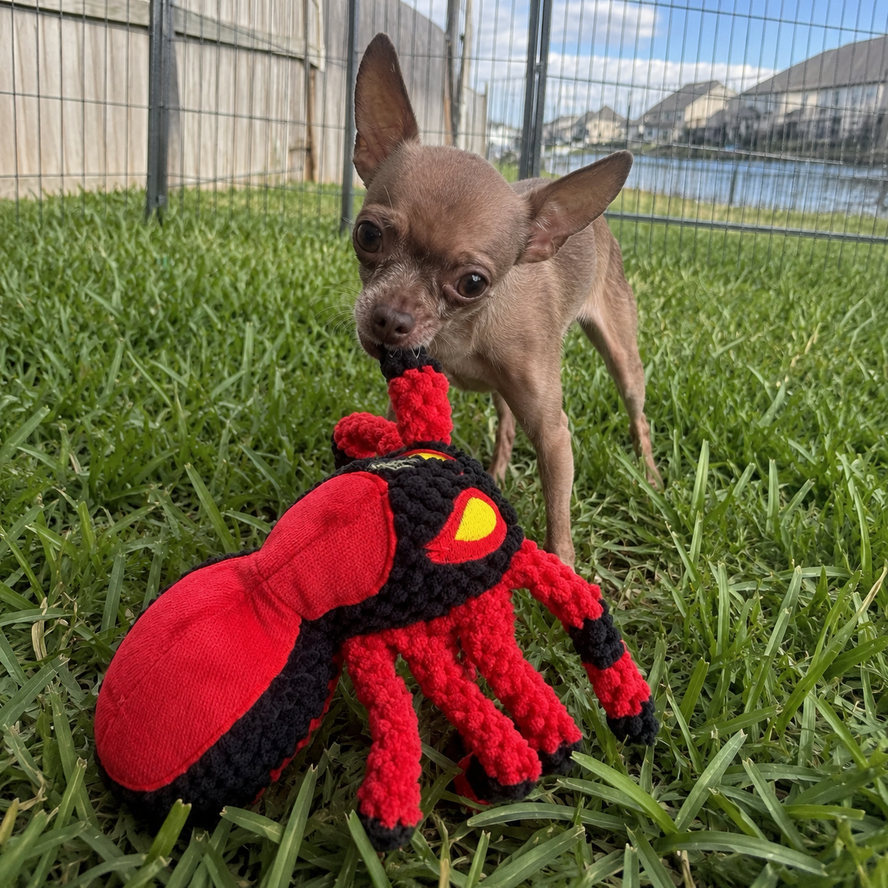 Small dog playing with a red and black toy in a grassy area.