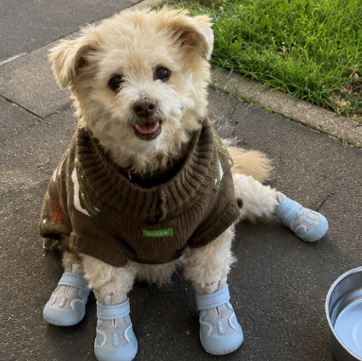 Small dog wearing a sweater and boots on a sidewalk with a water bowl.