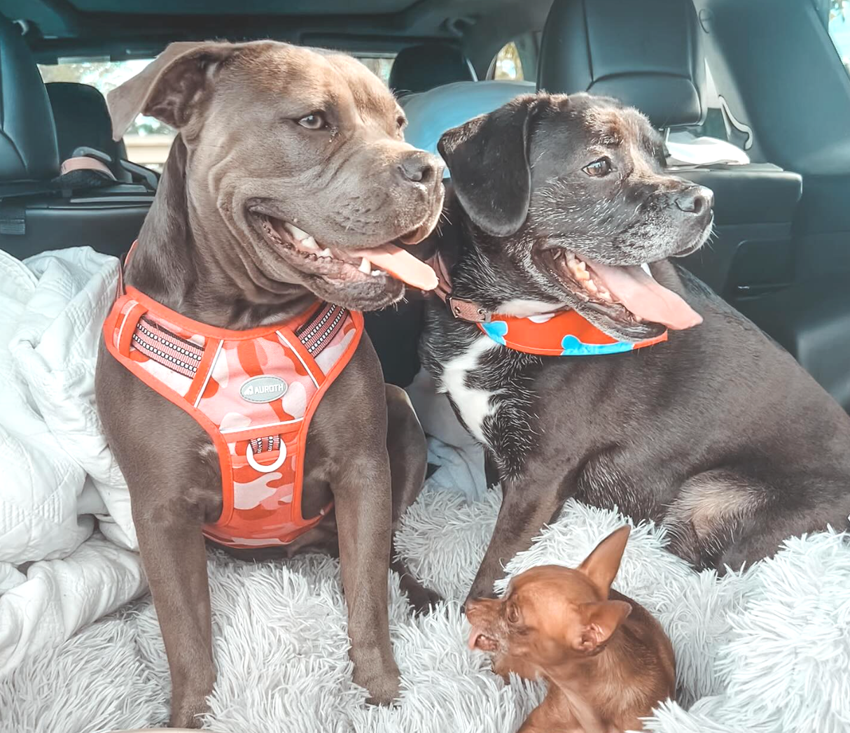 Two larger dogs and a smaller dog sitting in a car with a fluffy white blanket.