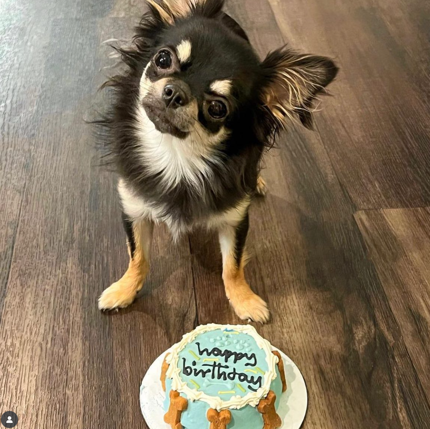 Small dog with a 'Happy Birthday' cake on a wooden floor
