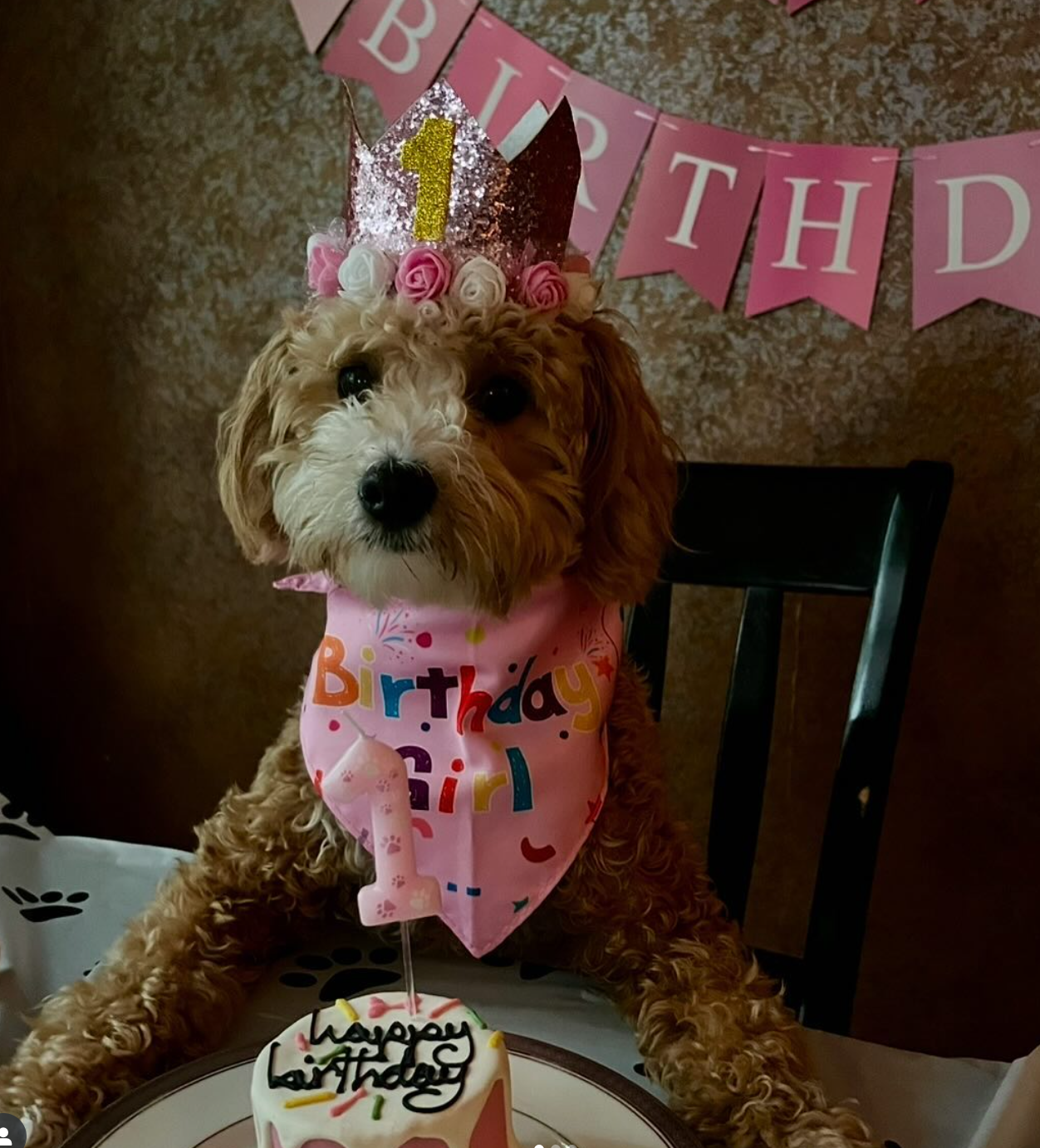 Dog celebrating its first birthday with a cake and decorative banner.