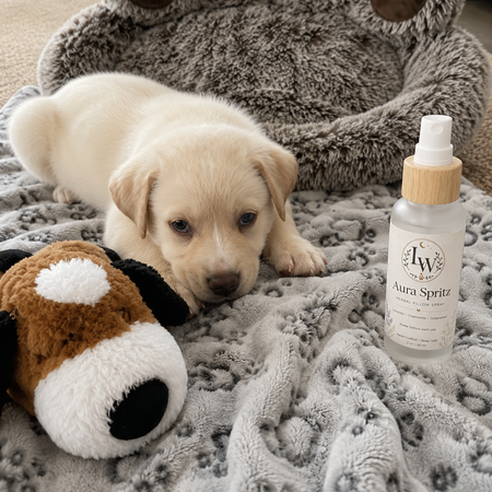 Calming dog bed and comfort products for anxious dogs and first nights — LURE Wellness
