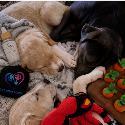 LURE Wellness new dog starter kits for comfort, enrichment, training, and bonding — LURE Wellness