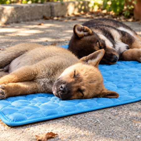 Two sleeping dogs resting on a bright blue quilted mat outdoors on a paved surface.