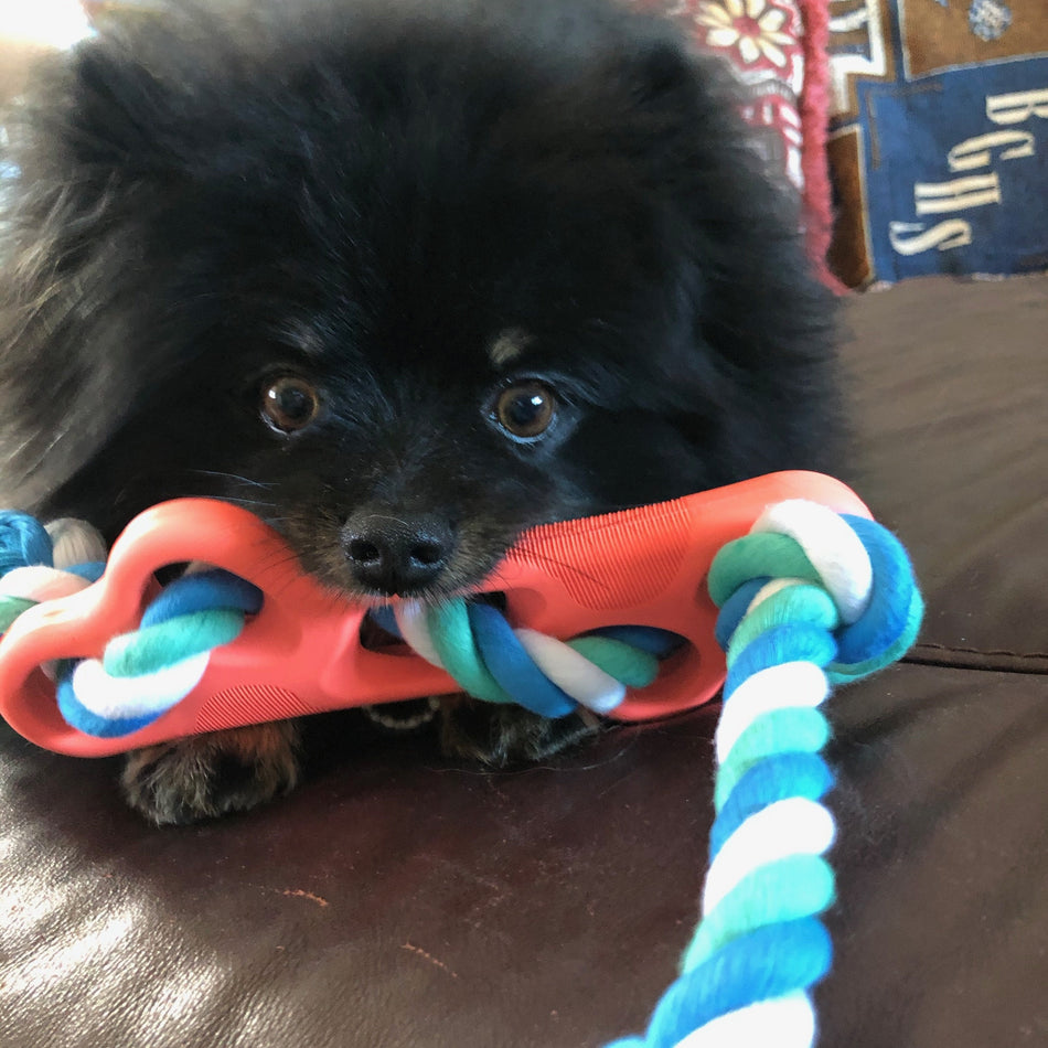 A small black fluffy dog sitting on a brown leather couch, holding a red rope tug toy with blue, white, and green braided cords in its mouth.