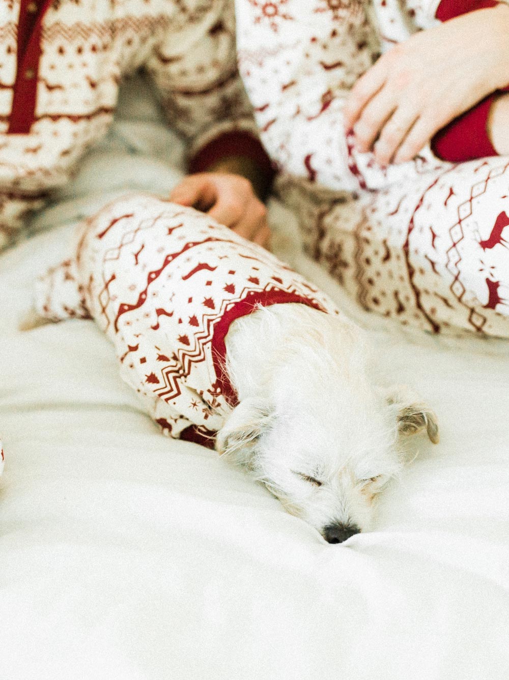Festive Fam Holiday Pajamas – Matching Set for Dogs & Kids - LURE Wellness