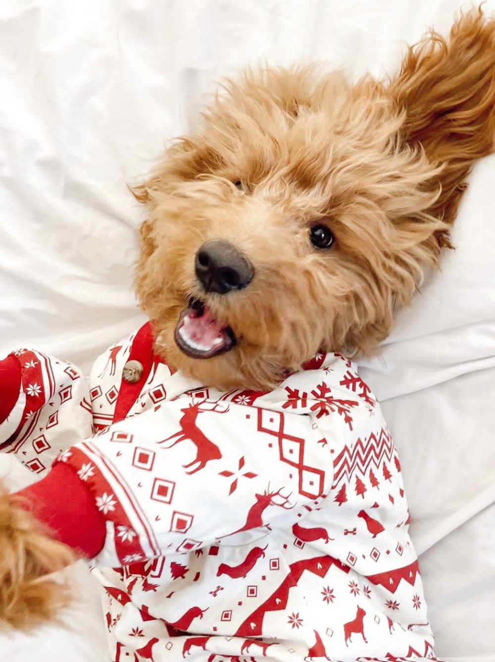 Festive Fam Holiday Pajamas – Matching Set for Dogs & Kids - LURE Wellness