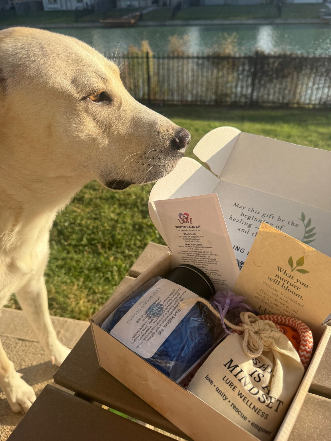 LURE Winter Clarity Kit - LURE Wellness