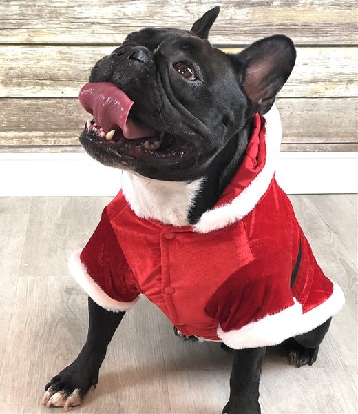 Parisian Pet 'Santa Claus Hoodie' for Dogs and Cats, Dog Christmas Holiday Apparel, Red - LURE Wellness