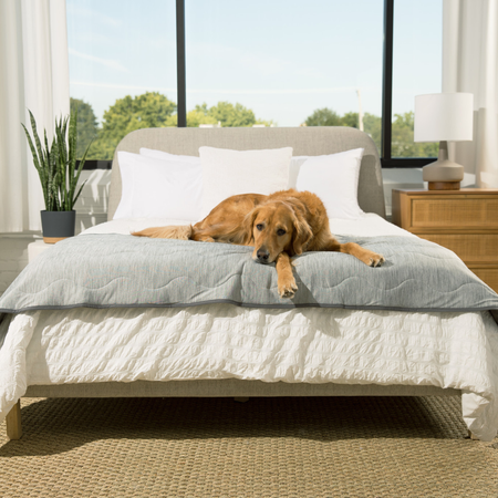 Dog lying on a bed with a gray comforter in a bright bedroom.
