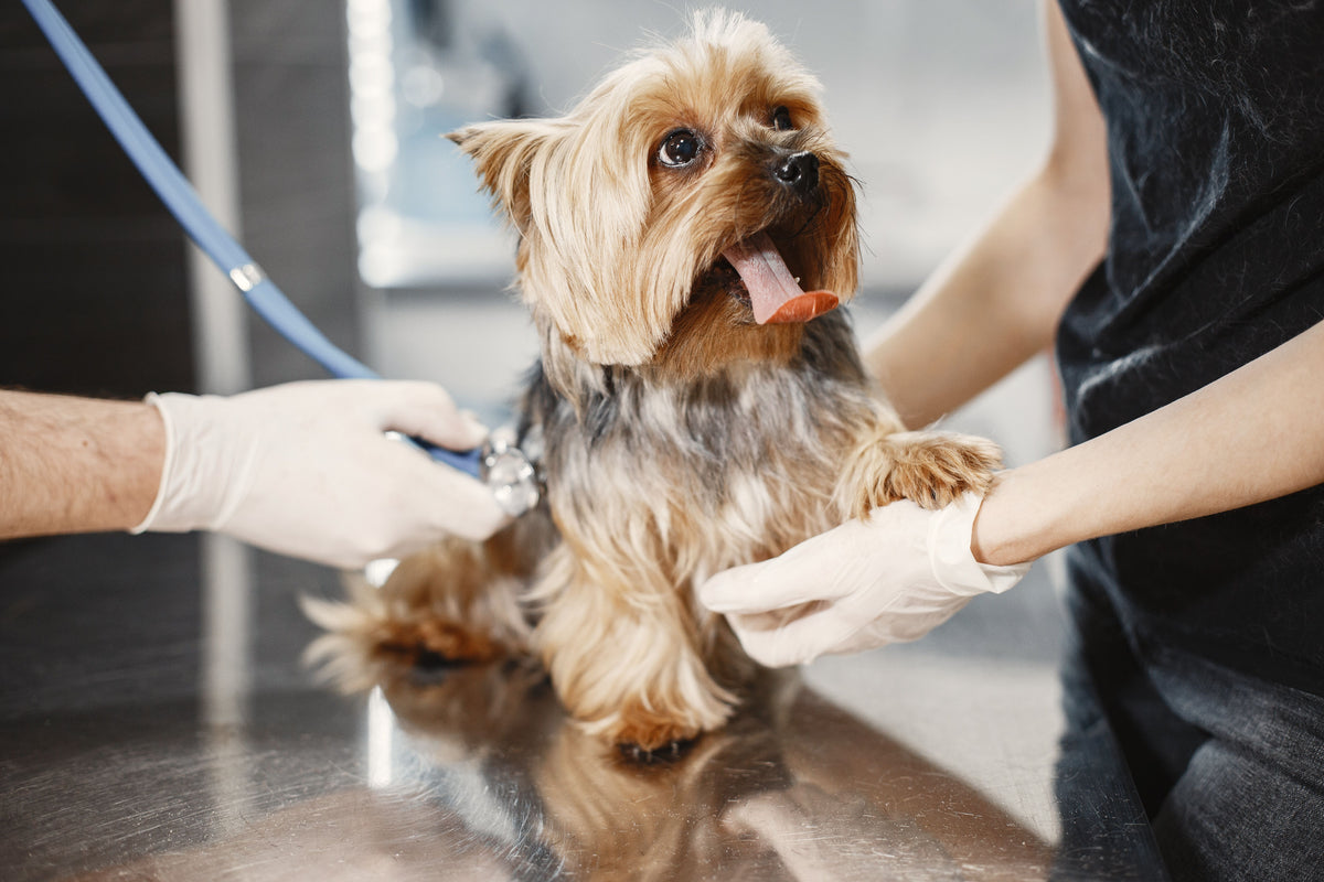 Small dog being examined by a veterinarian with gloves on